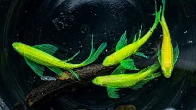 Gambar ikan zebra danio slayer