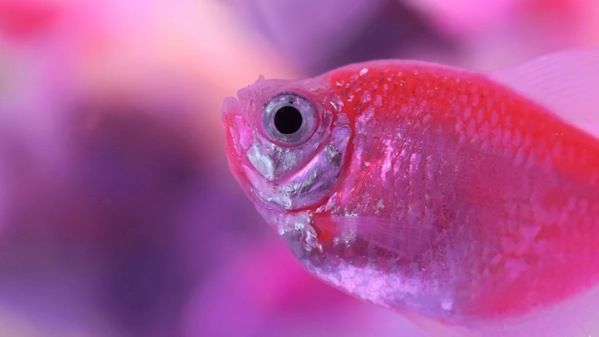 gambar-ikan-glofish-tetra (1) Gambar ikan hias glofish tetra