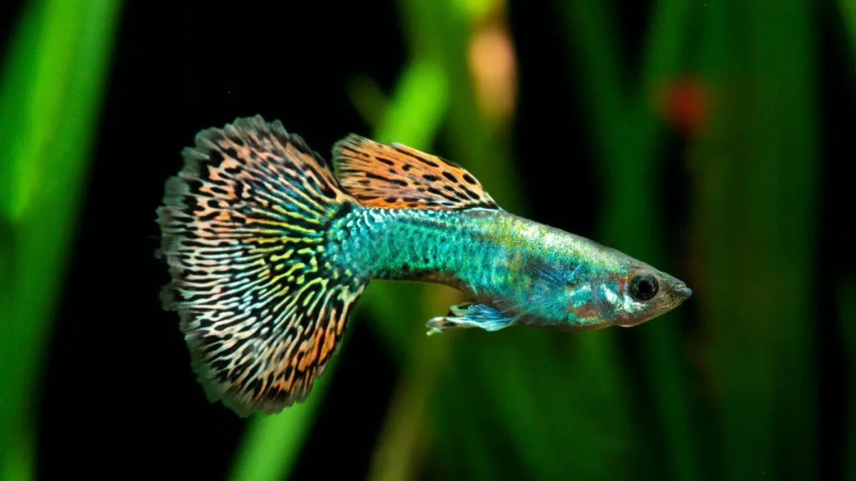 Gambar ikan guppy cobra