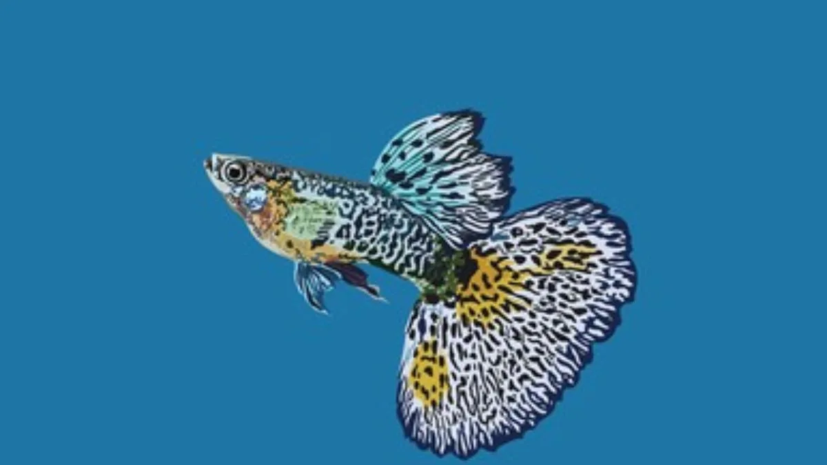 Gambar ikan guppy cobra