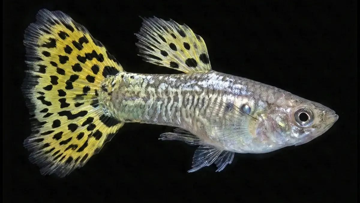 Gambar ikan guppy cobra