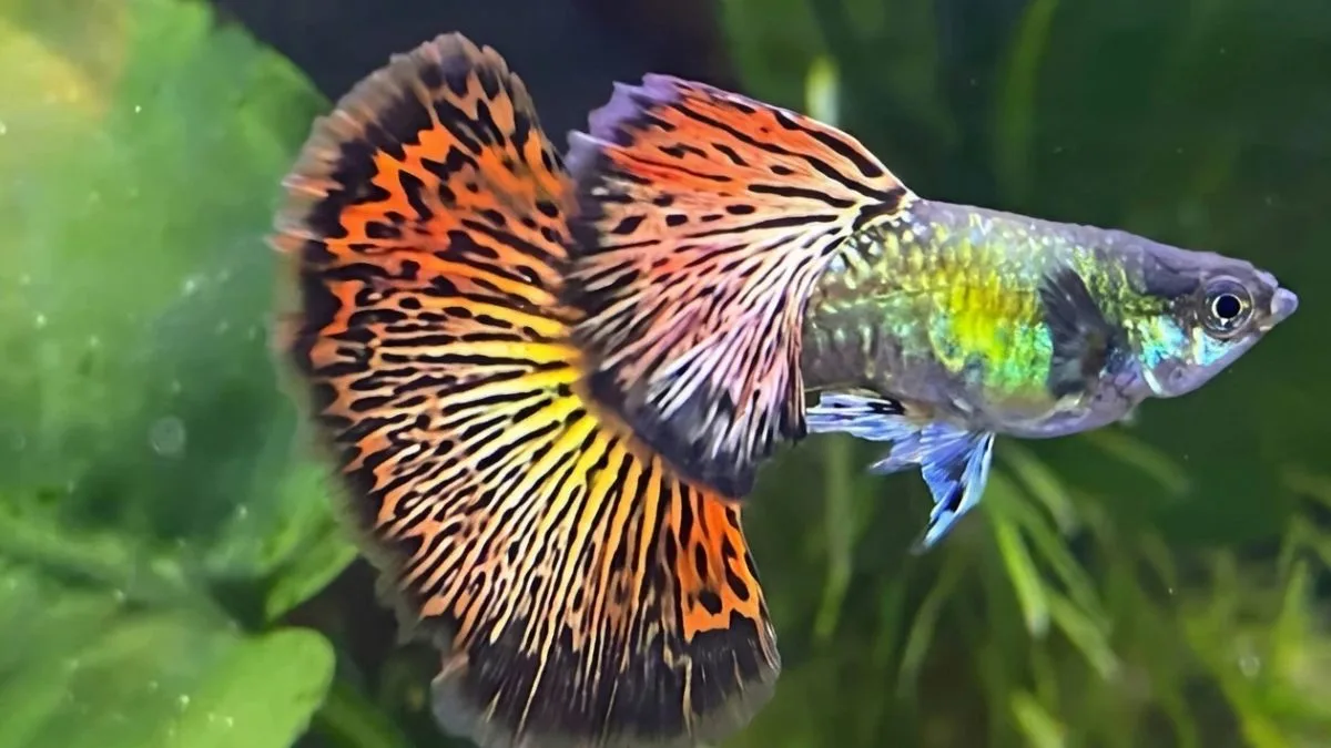 Gambar ikan guppy cobra