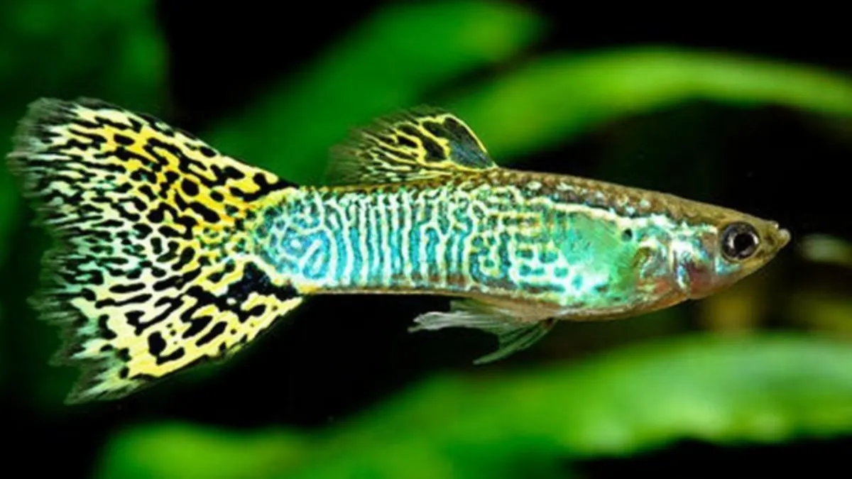 Gambar ikan guppy cobra