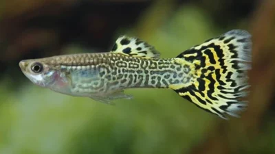 Gambar ikan guppy cobra