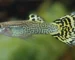 Gambar ikan guppy cobra
