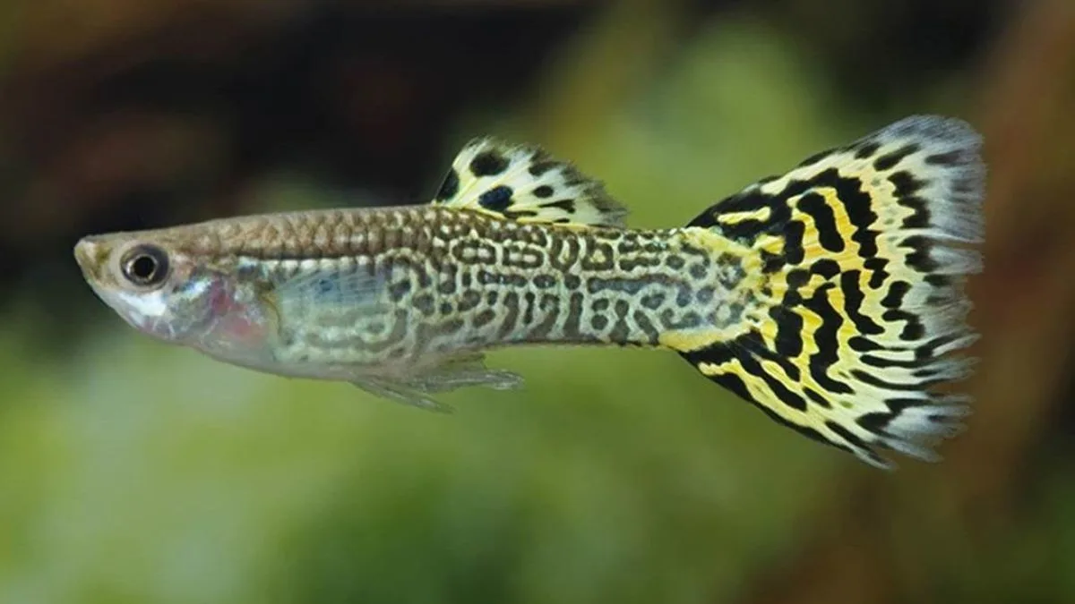 Gambar ikan guppy cobra