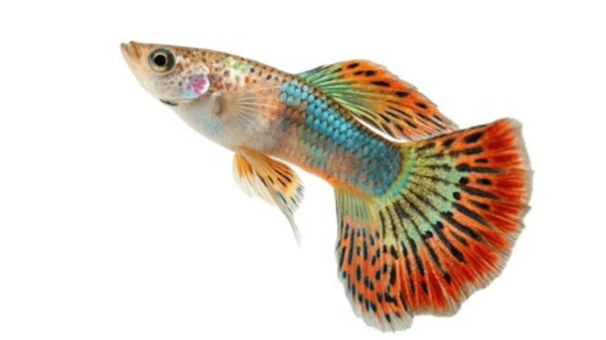 Gambar ikan guppy cobra