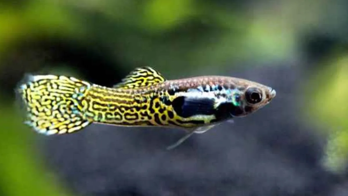 Gambar ikan guppy cobra