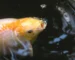 Gambar ikan koi hambil yang cocok untuk ciri-ciri ikan koi hamil