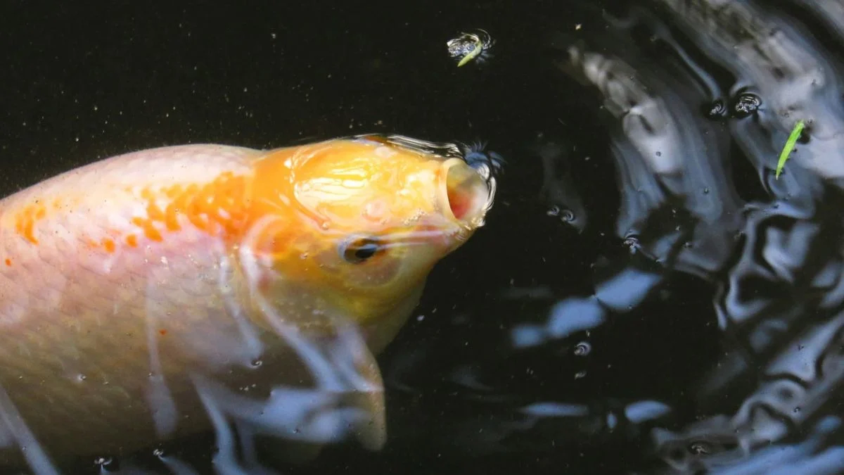 Gambar ikan koi hambil yang cocok untuk ciri-ciri ikan koi hamil