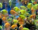 Gambar ikan hias glofish tetra