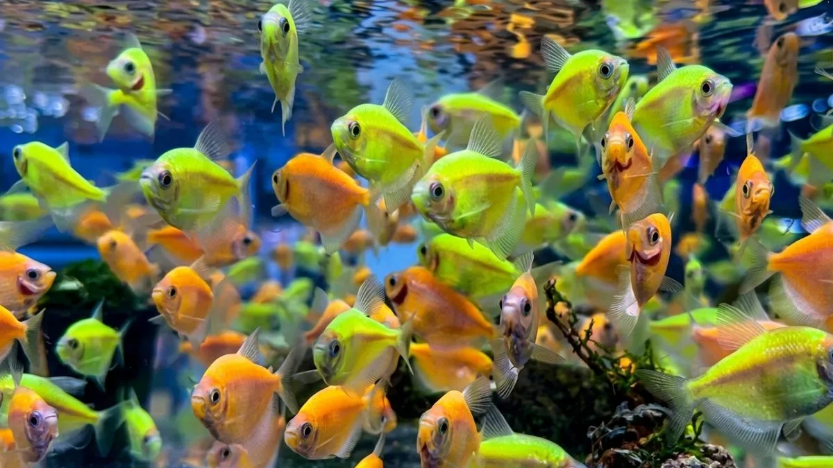 gambar-ikan-hias-glofish-tetra (1) Gambar ikan hias glofish tetra