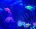 Gambar ikan hias glofish