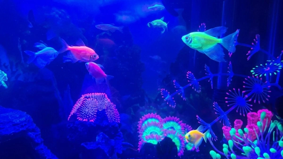 gambar-ikan-hias-glofish-tetra (2) Gambar ikan hias glofish