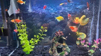 Gambar ikan hias glofish