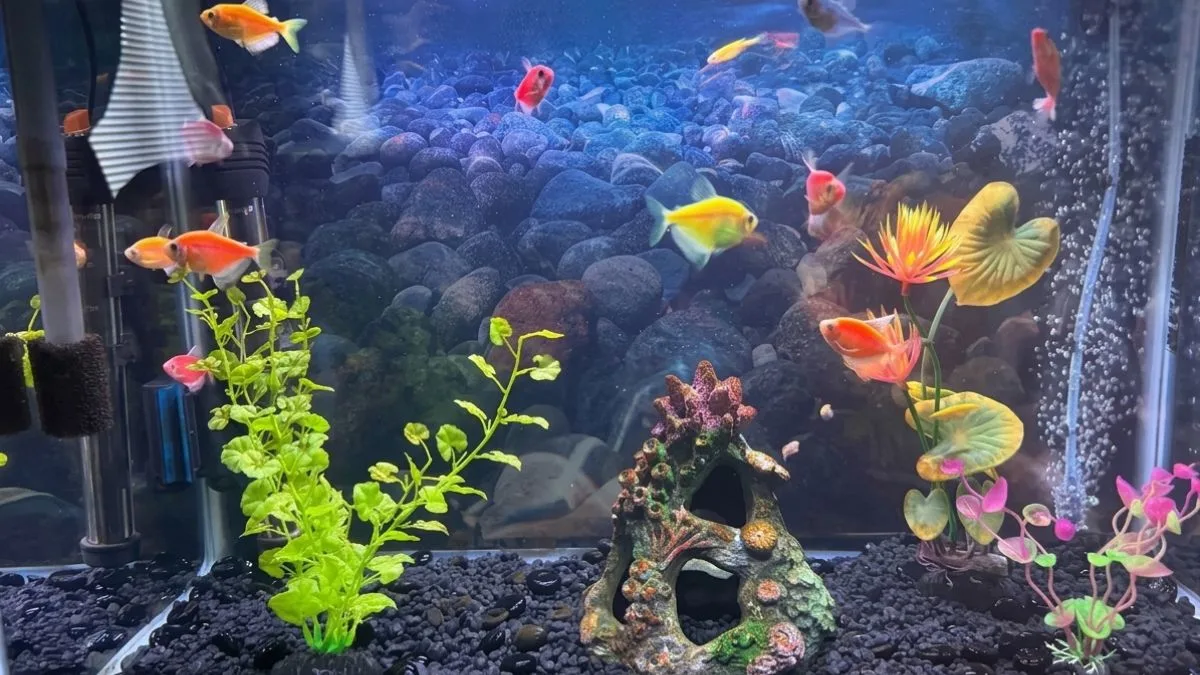 gambar-ikan-hias-glofish-tetra (3) Gambar ikan hias glofish