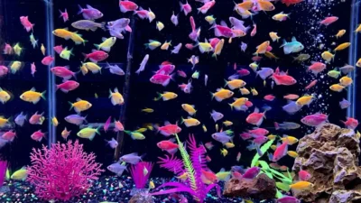 Gambar ikan glofish tetra