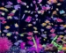 Gambar ikan glofish tetra