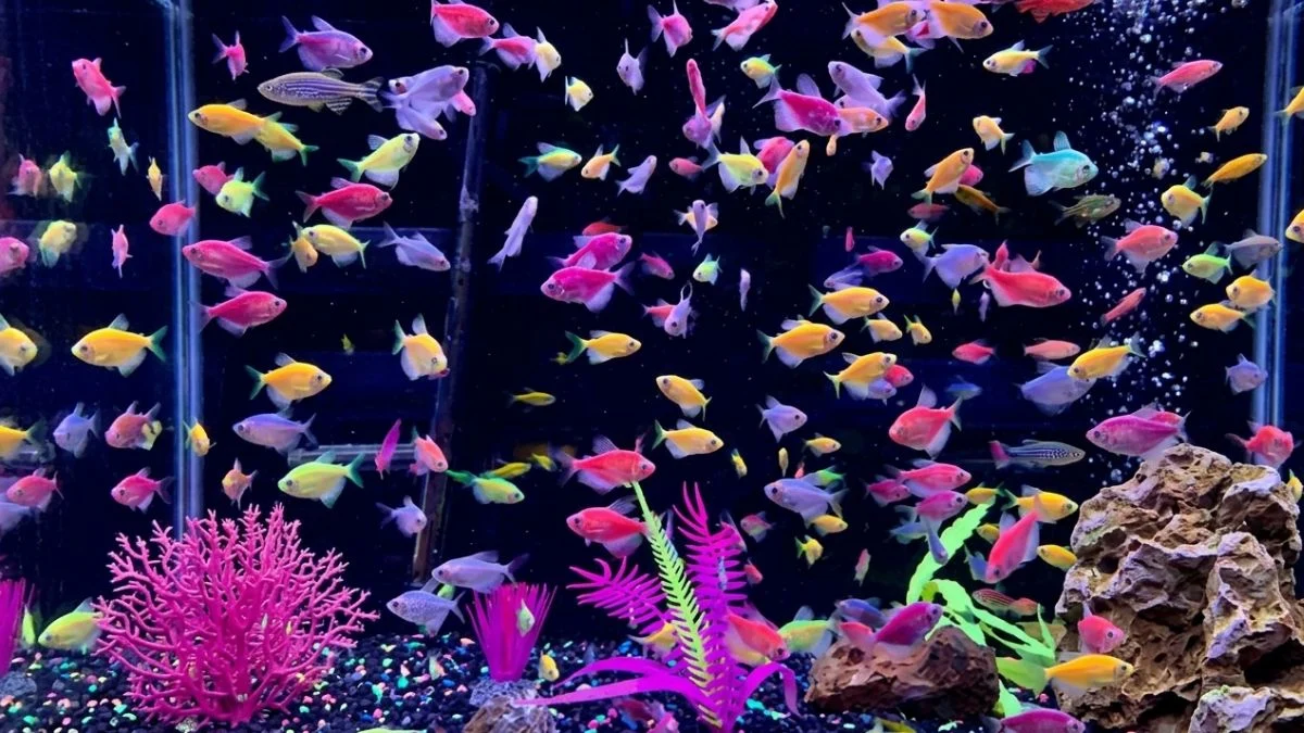 gambar-ikan-hias-glofish-tetra (4) Gambar ikan glofish tetra