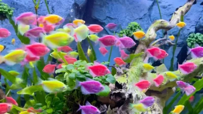 Gambar ikan glofish tetra