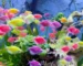 Gambar ikan glofish tetra