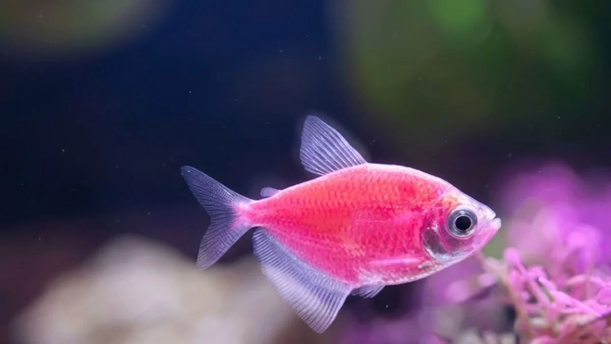 gambar-ikan-hias-glofish-tetra Gambar ikan hias glofish
