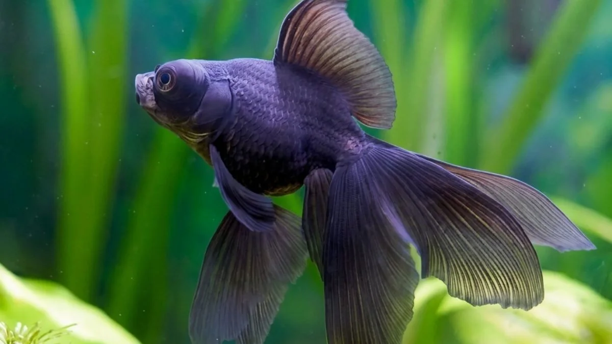 Gambar ikan koki black moor