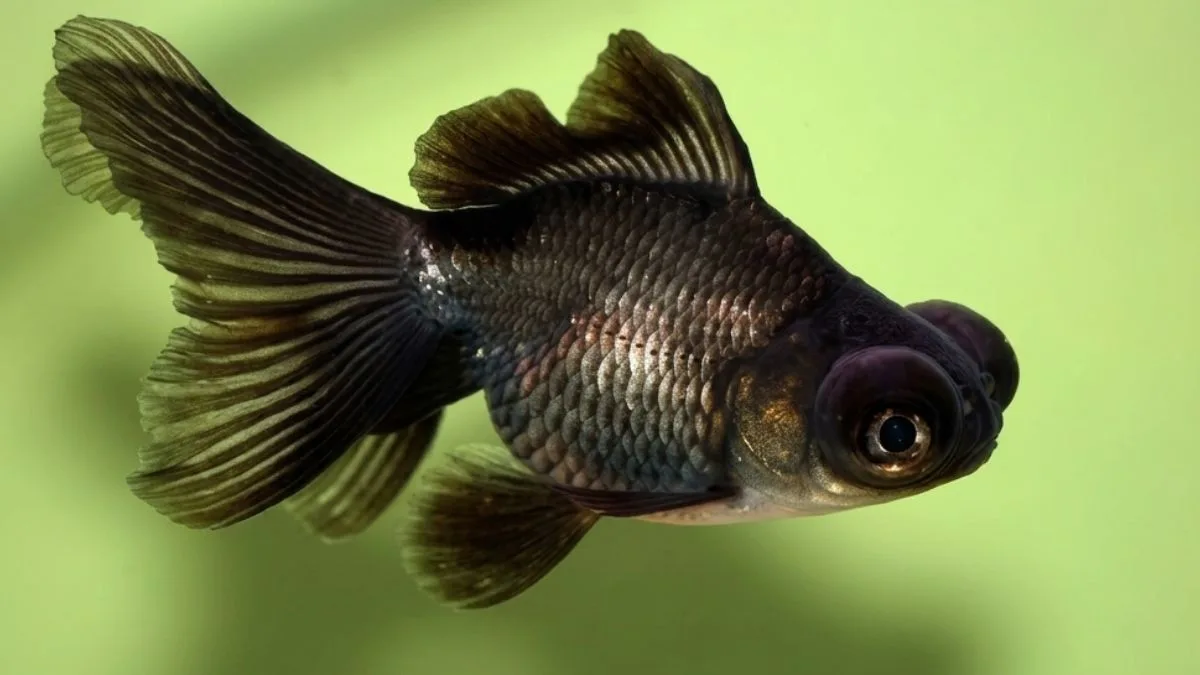 Foto gambar ikan koki black moor