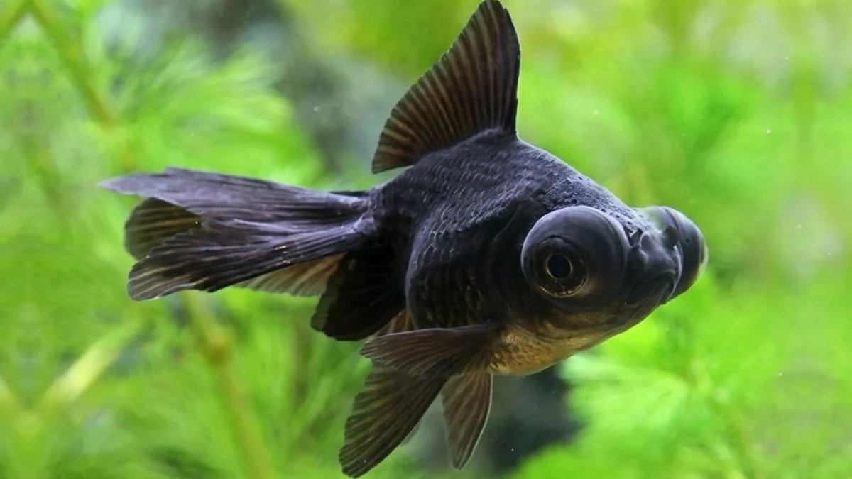 Foto gambar ikan koki black moor