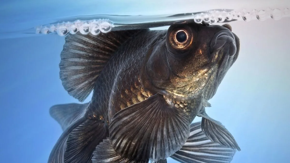 Gambar ikan koki black moor