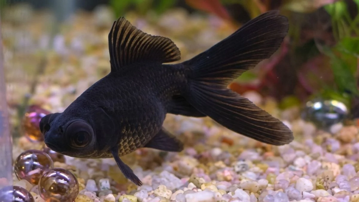 Gambar ikan koki black moor