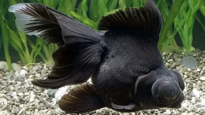 Gambar ikan koki black moor
