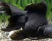 Gambar ikan koki black moor