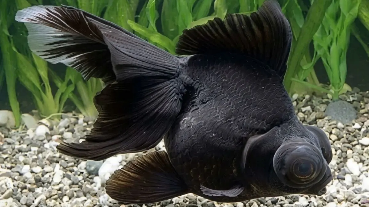 Gambar ikan koki black moor