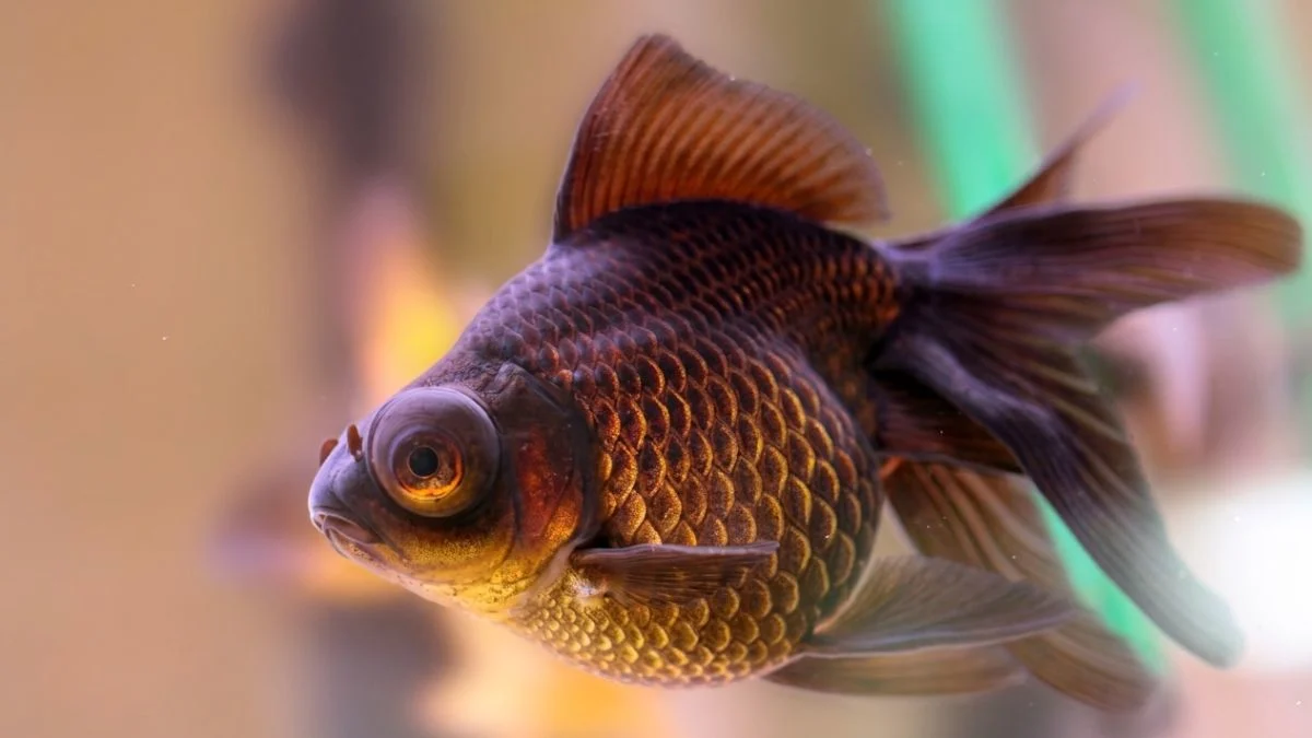 Gambar ikan koki black moor