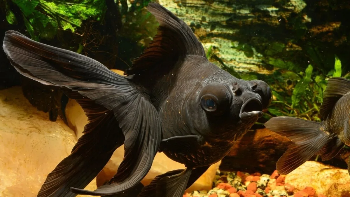 Gambar ikan koki black moor