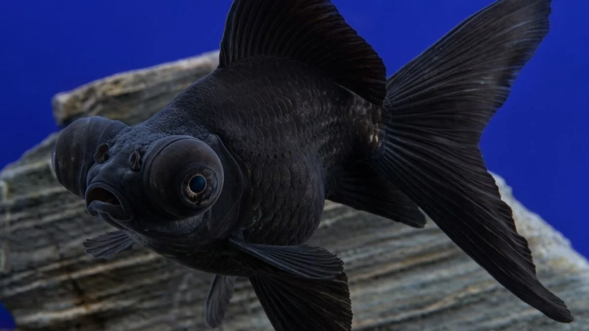 Gambar ikan koki black moor