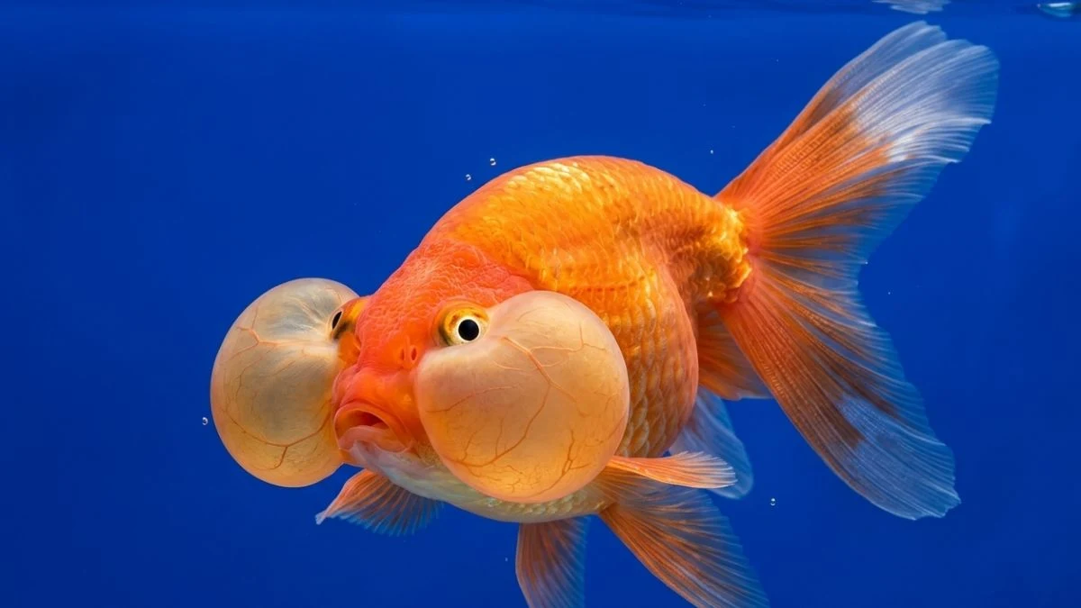 Gambar ikan koki mata balon