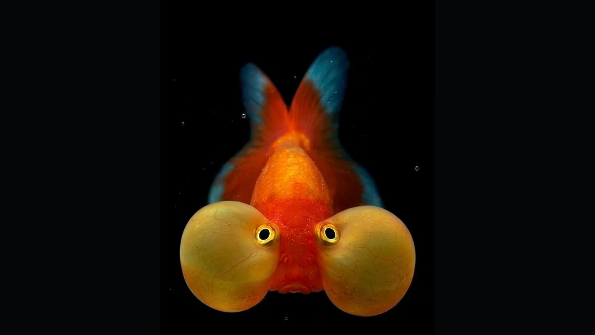 Gambar ikan koki mata balon