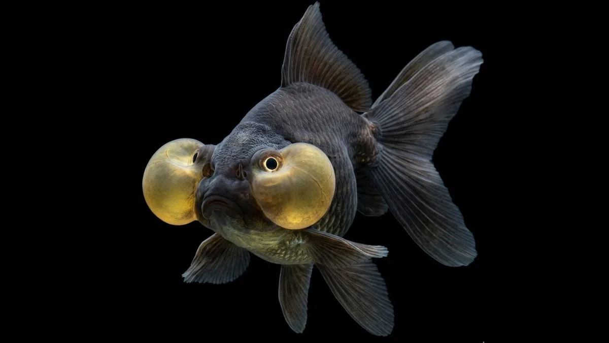 Gambar ikan koki mata balon