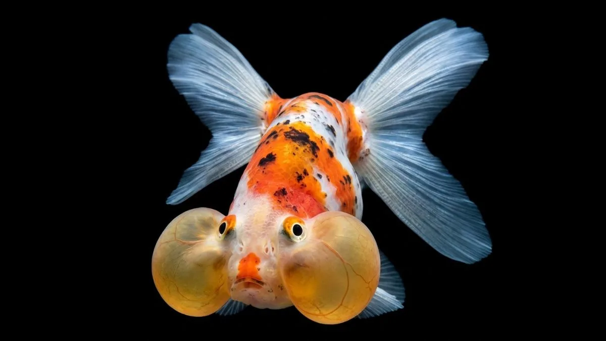 Gambar ikan koki mata balon