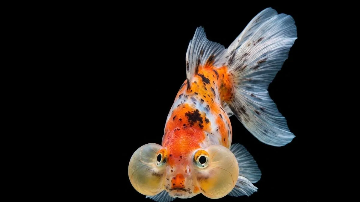Gambar ikan koki mata balon
