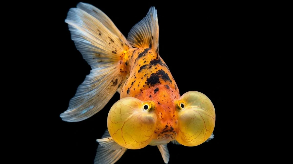Gambar ikan koki mata balon