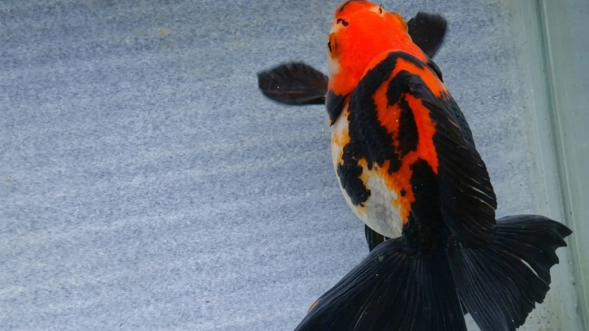 Gambar ikan koki panda jumbo