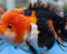 Gambar ikan koki panda jumbo