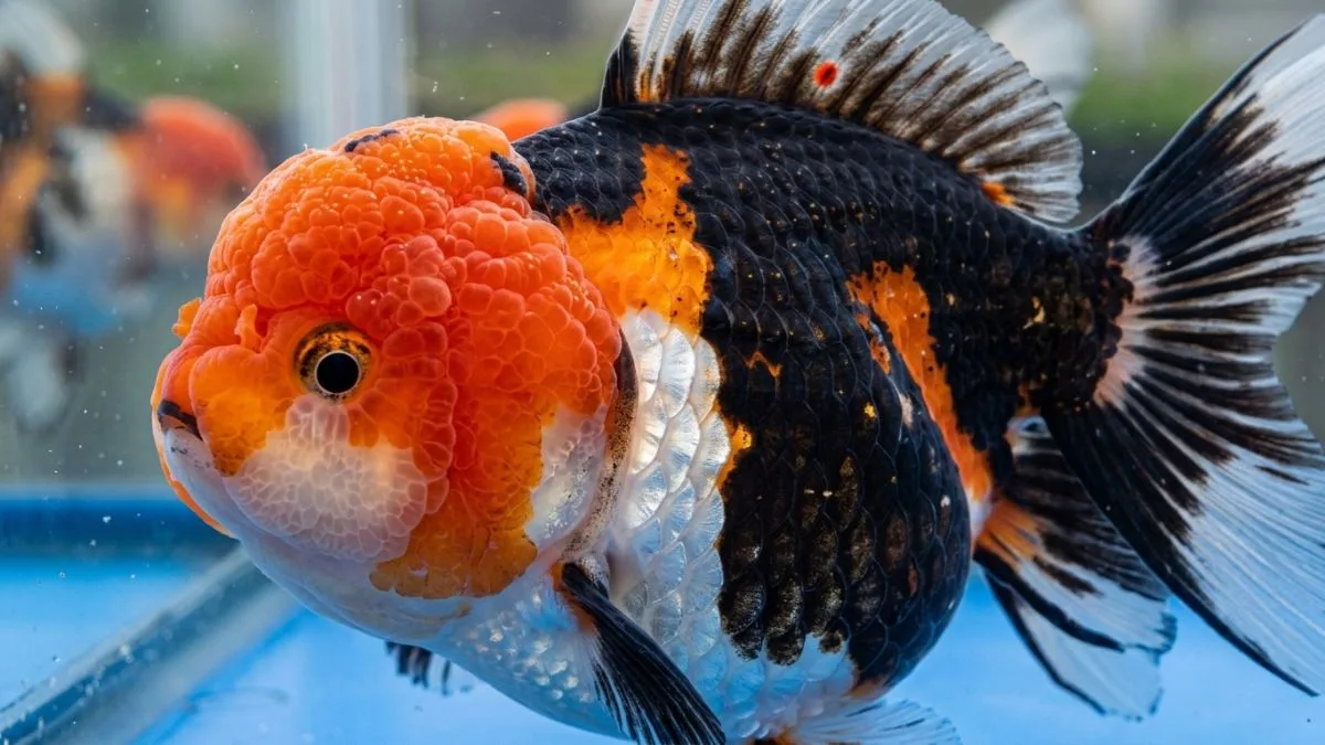 Gambar ikan koki panda jumbo