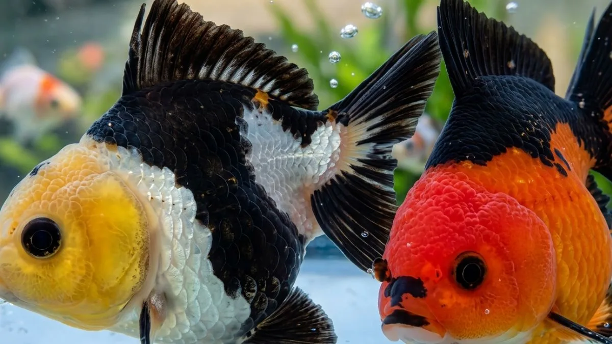 Gambar ikan koki panda jumbo