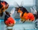 Gambar ikan koki panda jumbo