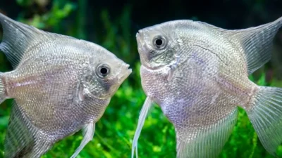 Gambar ikan manfish platinum yang cocok untuk artikel makanan ikan manfish