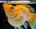 gambar ikan hias molly balon lemon head